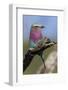 Highly Colorful Lilac-Breasted Roller Sits on a Tree Branch-James Heupel-Framed Photographic Print