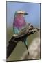 Highly Colorful Lilac-Breasted Roller Sits on a Tree Branch-James Heupel-Mounted Photographic Print