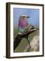 Highly Colorful Lilac-Breasted Roller Sits on a Tree Branch-James Heupel-Framed Photographic Print