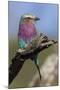 Highly Colorful Lilac-Breasted Roller Sits on a Tree Branch-James Heupel-Mounted Photographic Print