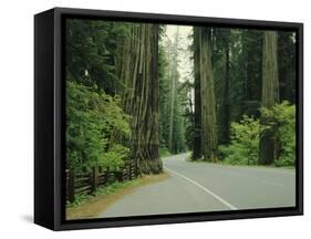 Highway 101 Through Redwoods-James Randklev-Framed Stretched Canvas