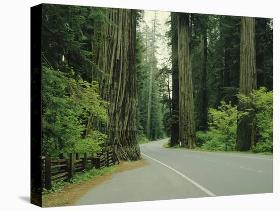 Highway 101 Through Redwoods-James Randklev-Stretched Canvas