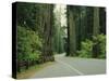 Highway 101 Through Redwoods-James Randklev-Stretched Canvas