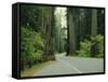 Highway 101 Through Redwoods-James Randklev-Framed Stretched Canvas