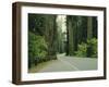 Highway 101 Through Redwoods-James Randklev-Framed Premium Photographic Print