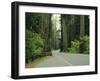 Highway 101 Through Redwoods-James Randklev-Framed Premium Photographic Print