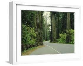 Highway 101 Through Redwoods-James Randklev-Framed Premium Photographic Print