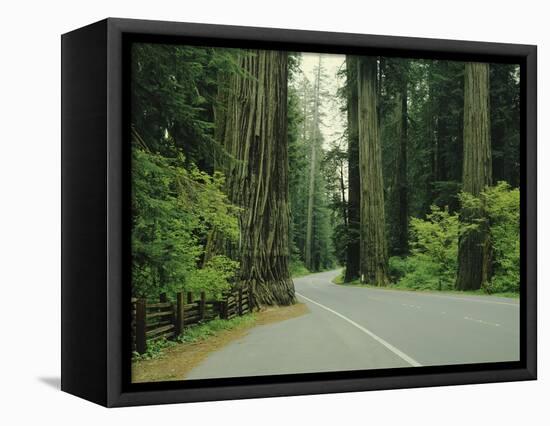 Highway 101 Through Redwoods-James Randklev-Framed Stretched Canvas