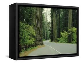 Highway 101 Through Redwoods-James Randklev-Framed Stretched Canvas