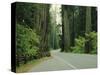 Highway 101 Through Redwoods-James Randklev-Stretched Canvas