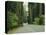 Highway 101 Through Redwoods-James Randklev-Stretched Canvas