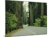 Highway 101 Through Redwoods-James Randklev-Mounted Photographic Print