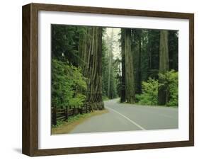 Highway 101 Through Redwoods-James Randklev-Framed Photographic Print