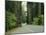 Highway 101 Through Redwoods-James Randklev-Mounted Photographic Print