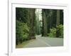 Highway 101 Through Redwoods-James Randklev-Framed Photographic Print