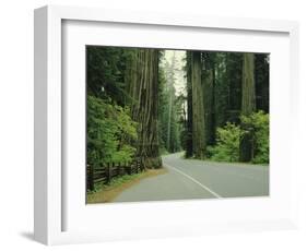 Highway 101 Through Redwoods-James Randklev-Framed Photographic Print