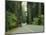 Highway 101 Through Redwoods-James Randklev-Mounted Photographic Print