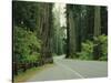 Highway 101 Through Redwoods-James Randklev-Stretched Canvas