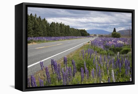 Highway 8 Passing Through Field of Lupins, Near Lake Tekapo, Canterbury Region-Stuart Black-Framed Stretched Canvas