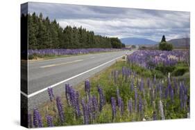 Highway 8 Passing Through Field of Lupins, Near Lake Tekapo, Canterbury Region-Stuart Black-Stretched Canvas