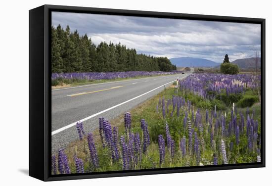 Highway 8 Passing Through Field of Lupins, Near Lake Tekapo, Canterbury Region-Stuart Black-Framed Stretched Canvas