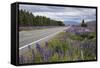 Highway 8 Passing Through Field of Lupins, Near Lake Tekapo, Canterbury Region-Stuart Black-Framed Stretched Canvas