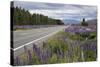 Highway 8 Passing Through Field of Lupins, Near Lake Tekapo, Canterbury Region-Stuart Black-Stretched Canvas