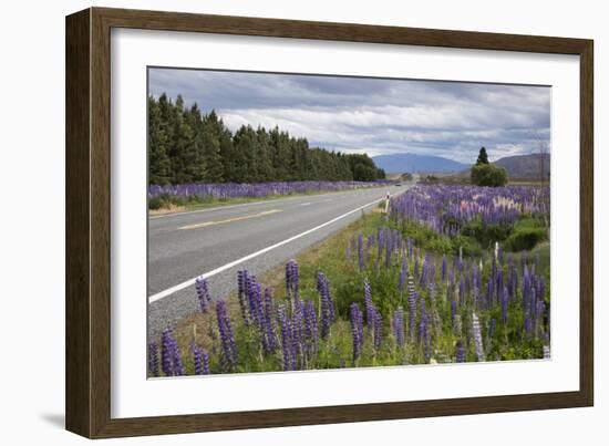 Highway 8 Passing Through Field of Lupins, Near Lake Tekapo, Canterbury Region-Stuart Black-Framed Photographic Print