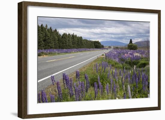 Highway 8 Passing Through Field of Lupins, Near Lake Tekapo, Canterbury Region-Stuart Black-Framed Photographic Print