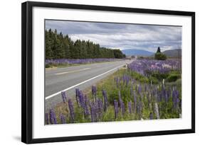 Highway 8 Passing Through Field of Lupins, Near Lake Tekapo, Canterbury Region-Stuart Black-Framed Photographic Print