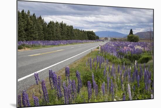 Highway 8 Passing Through Field of Lupins, Near Lake Tekapo, Canterbury Region-Stuart Black-Mounted Photographic Print