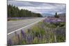 Highway 8 Passing Through Field of Lupins, Near Lake Tekapo, Canterbury Region-Stuart Black-Mounted Photographic Print