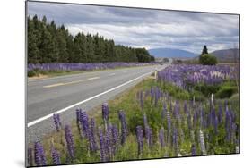 Highway 8 Passing Through Field of Lupins, Near Lake Tekapo, Canterbury Region-Stuart Black-Mounted Photographic Print