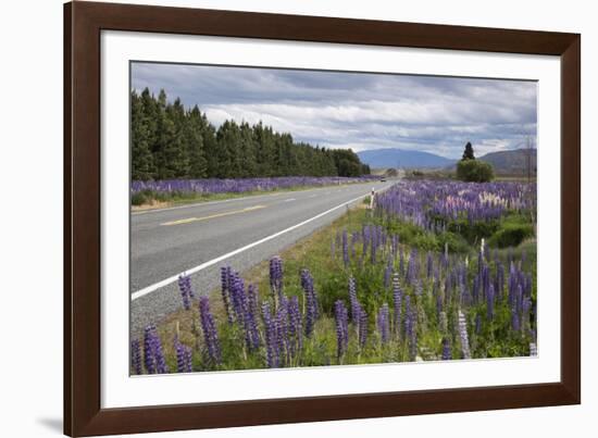 Highway 8 Passing Through Field of Lupins, Near Lake Tekapo, Canterbury Region-Stuart Black-Framed Photographic Print
