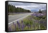 Highway 8 Passing Through Field of Lupins, Near Lake Tekapo, Canterbury Region-Stuart Black-Framed Stretched Canvas