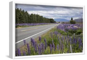 Highway 8 Passing Through Field of Lupins, Near Lake Tekapo, Canterbury Region-Stuart Black-Framed Photographic Print