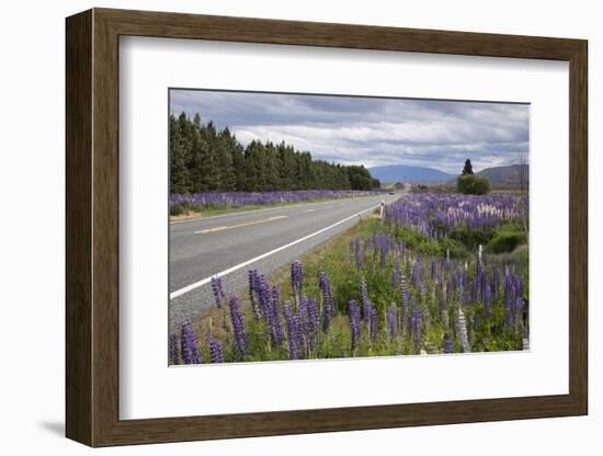 Highway 8 Passing Through Field of Lupins, Near Lake Tekapo, Canterbury Region-Stuart Black-Framed Photographic Print