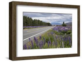 Highway 8 Passing Through Field of Lupins, Near Lake Tekapo, Canterbury Region-Stuart Black-Framed Photographic Print