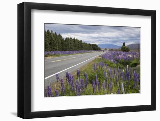 Highway 8 Passing Through Field of Lupins, Near Lake Tekapo, Canterbury Region-Stuart Black-Framed Photographic Print