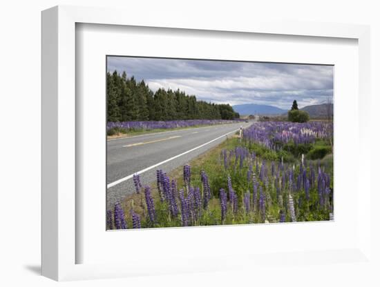 Highway 8 Passing Through Field of Lupins, Near Lake Tekapo, Canterbury Region-Stuart Black-Framed Photographic Print