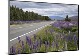 Highway 8 Passing Through Field of Lupins, Near Lake Tekapo, Canterbury Region-Stuart Black-Mounted Photographic Print