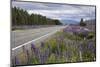 Highway 8 Passing Through Field of Lupins, Near Lake Tekapo, Canterbury Region-Stuart Black-Mounted Premium Photographic Print