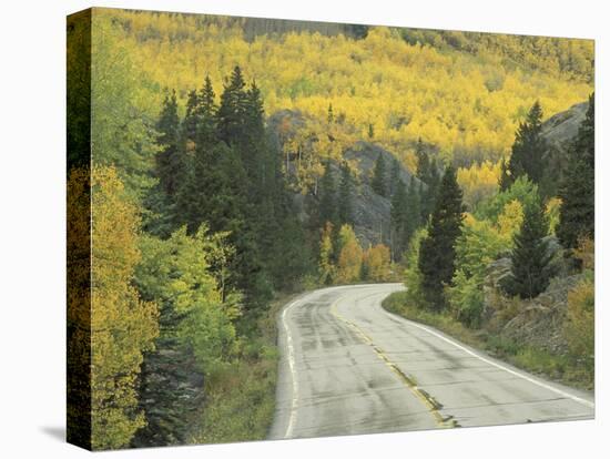 Highway 82 Through Autumn Aspen Trees, San Isabel National Forest, Colorado, USA-Adam Jones-Stretched Canvas