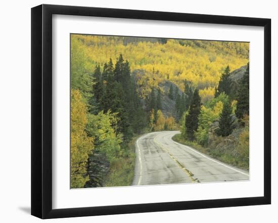 Highway 82 Through Autumn Aspen Trees, San Isabel National Forest, Colorado, USA-Adam Jones-Framed Photographic Print