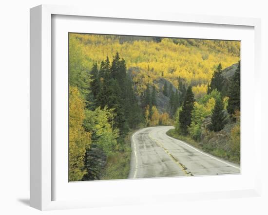 Highway 82 Through Autumn Aspen Trees, San Isabel National Forest, Colorado, USA-Adam Jones-Framed Photographic Print