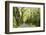 Highway EN1-1A Passing through green forest, Nordeste, Sao Miguel, Azores, Portugal-Panoramic Images-Framed Photographic Print