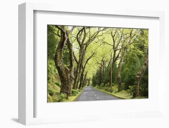 Highway EN1-1A Passing through green forest, Nordeste, Sao Miguel, Azores, Portugal-Panoramic Images-Framed Photographic Print