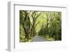 Highway EN1-1A Passing through green forest, Nordeste, Sao Miguel, Azores, Portugal-Panoramic Images-Framed Photographic Print