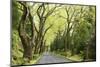 Highway EN1-1A Passing through green forest, Nordeste, Sao Miguel, Azores, Portugal-Panoramic Images-Mounted Photographic Print