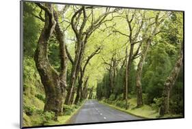 Highway EN1-1A Passing through green forest, Nordeste, Sao Miguel, Azores, Portugal-Panoramic Images-Mounted Photographic Print